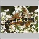 Tenthredo omissa - Blattwespe 08.jpg